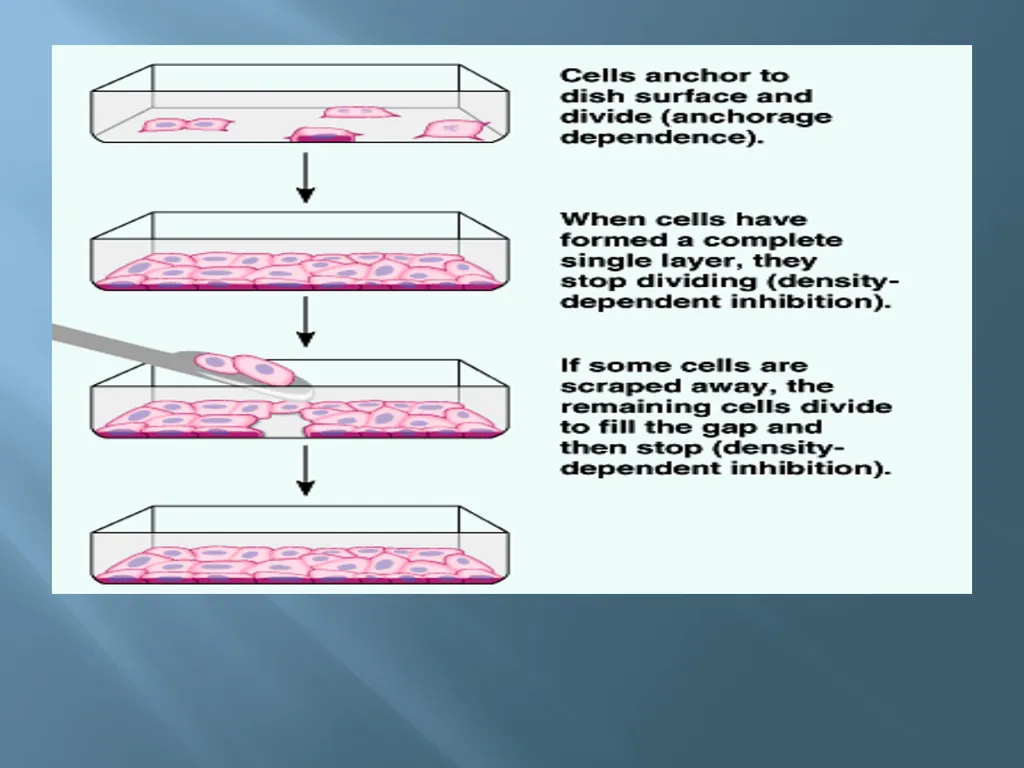 Animal tissue culture Lec.4 Animal tissue culture: - slide 10 of 22