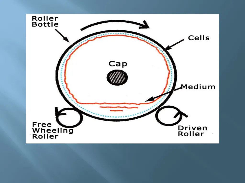 Animal tissue culture Lec.4 Animal tissue culture: - slide 17 of 22