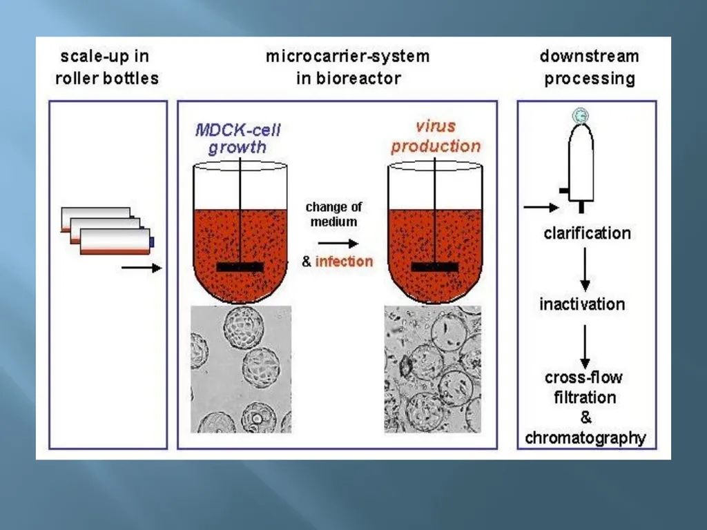 Animal tissue culture Lec.4 Animal tissue culture: - slide 21 of 22