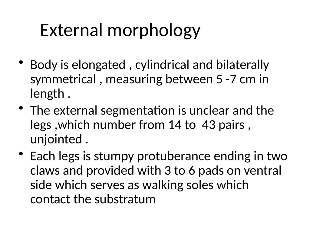 GENERAL CHARACTERS OF PHYLUM ONYCHOPHORA PRESENTED - slide 6 of 12