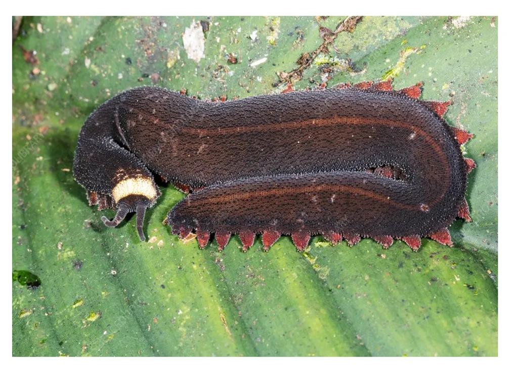GENERAL CHARACTERS OF PHYLUM ONYCHOPHORA PRESENTED - slide 2 of 12
