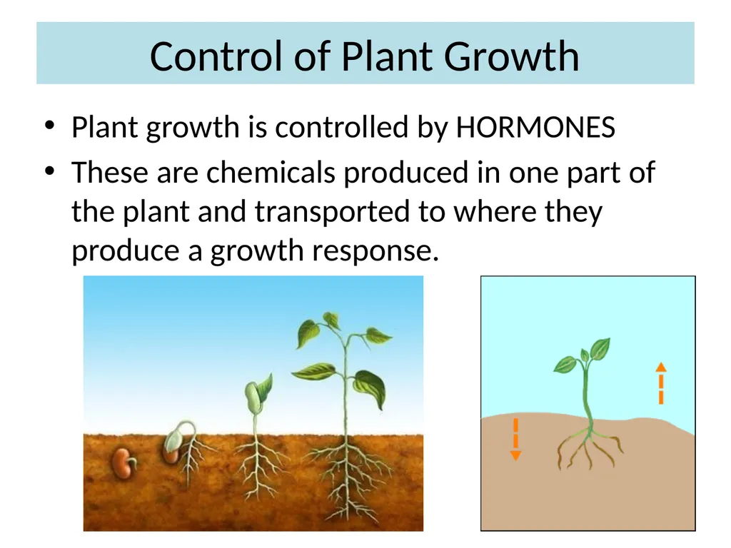 ORIENTATION RESPONSES How organisms position - slide 31 of 42