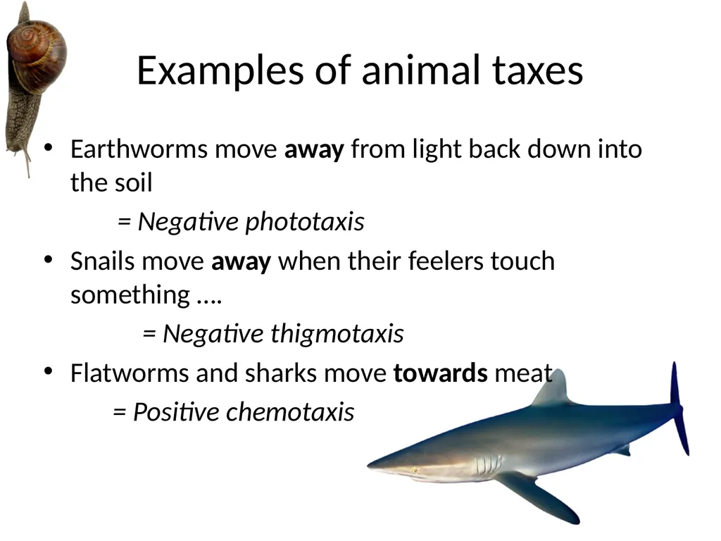 ORIENTATION RESPONSES How organisms position - slide 5 of 42