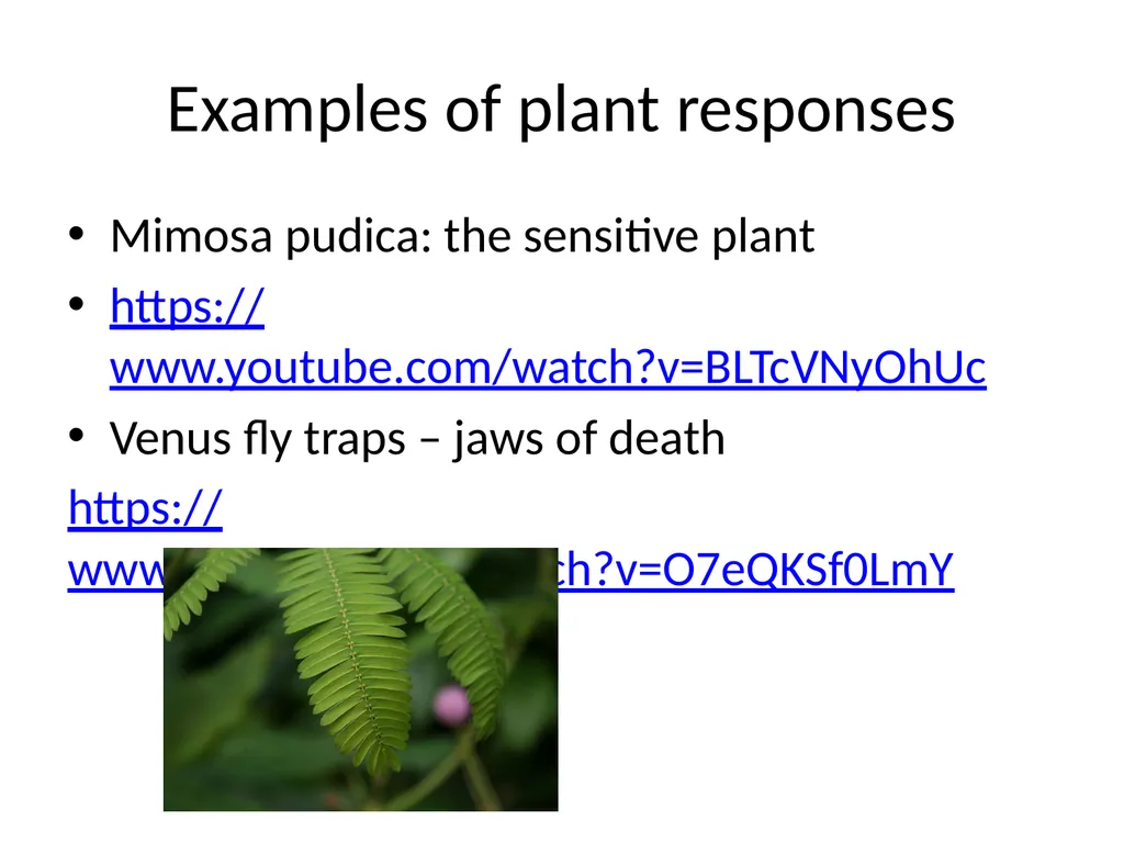 ORIENTATION RESPONSES How organisms position - slide 17 of 42