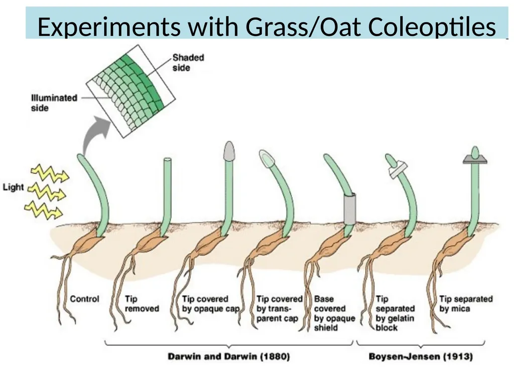 ORIENTATION RESPONSES How organisms position - slide 38 of 42
