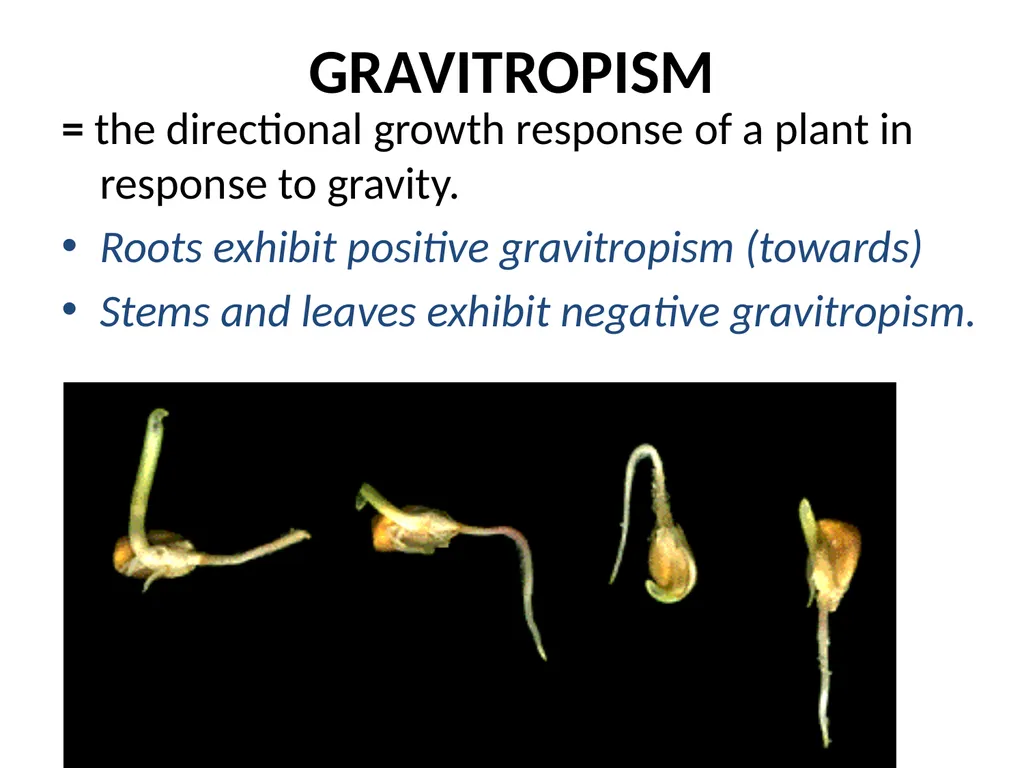 ORIENTATION RESPONSES How organisms position - slide 25 of 42