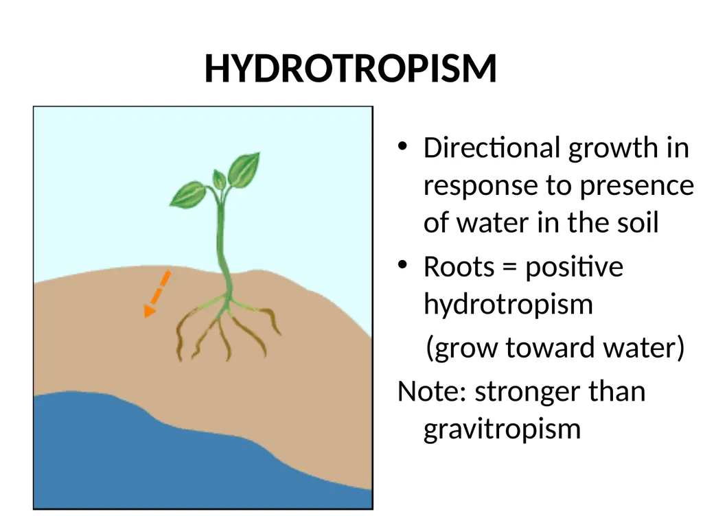 ORIENTATION RESPONSES How organisms position - slide 27 of 42