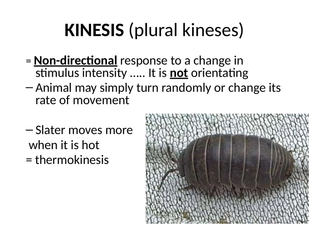 ORIENTATION RESPONSES How organisms position - slide 9 of 42