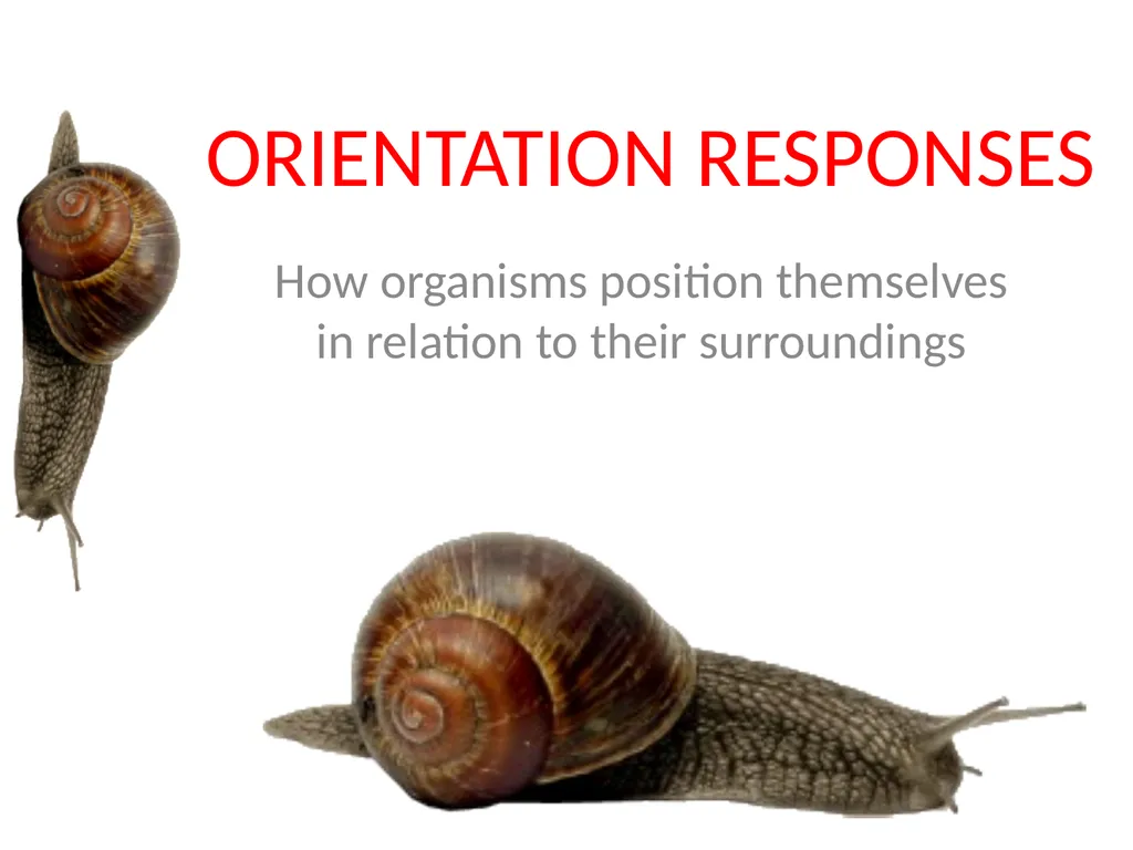 ORIENTATION RESPONSES How organisms position - slide 1 of 42