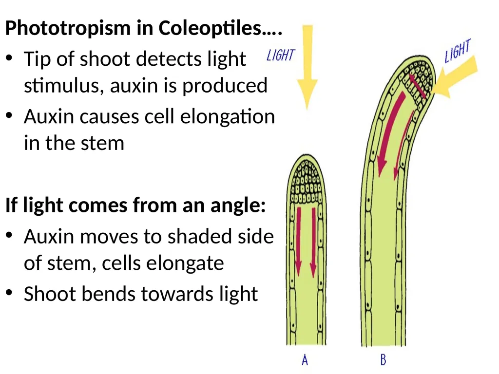 ORIENTATION RESPONSES How organisms position - slide 34 of 42