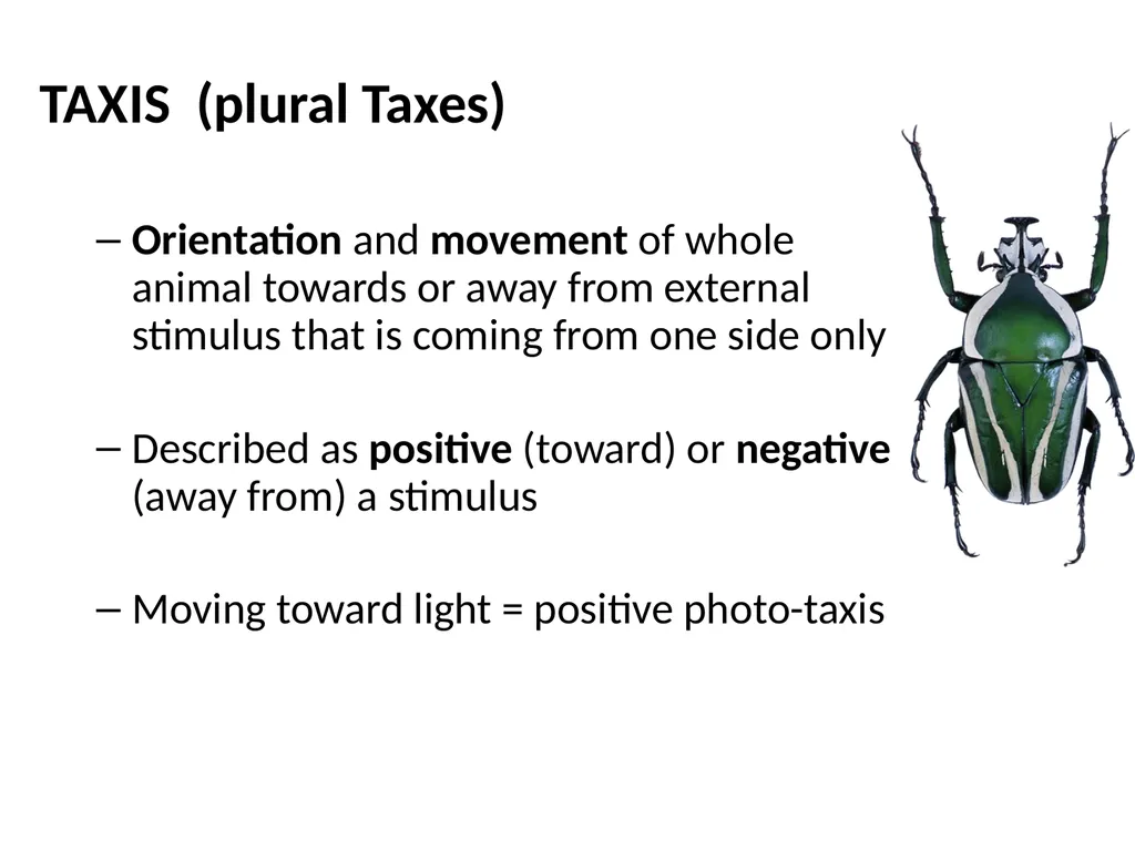 ORIENTATION RESPONSES How organisms position - slide 4 of 42