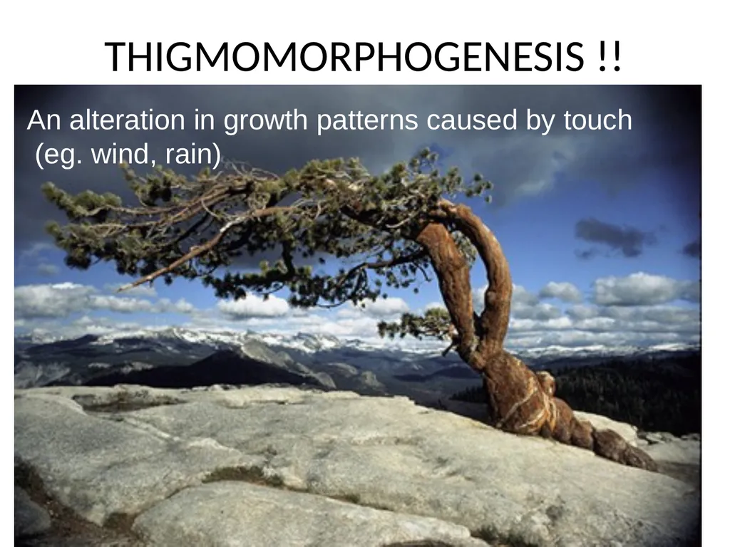ORIENTATION RESPONSES How organisms position - slide 29 of 42