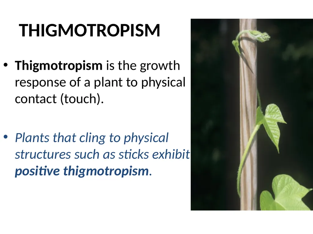 ORIENTATION RESPONSES How organisms position - slide 26 of 42