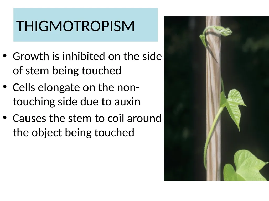 ORIENTATION RESPONSES How organisms position - slide 40 of 42