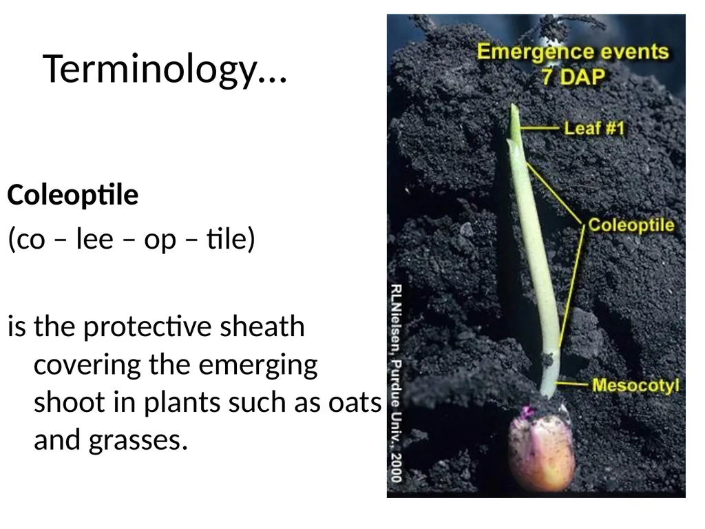 ORIENTATION RESPONSES How organisms position - slide 32 of 42