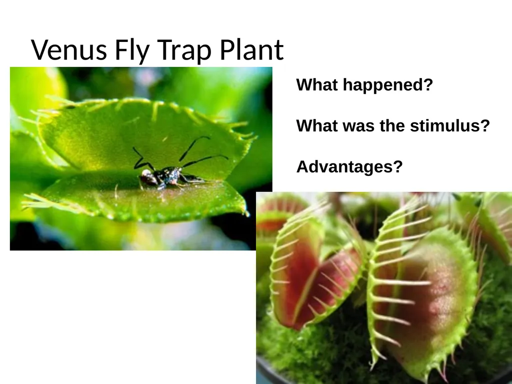 ORIENTATION RESPONSES How organisms position - slide 19 of 42