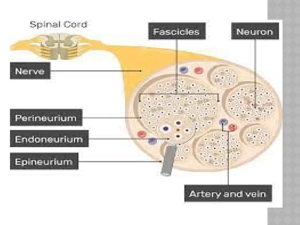 FACIAL NERVE PLASY Dr.Satguru Saran Singh - slide 26 of 53