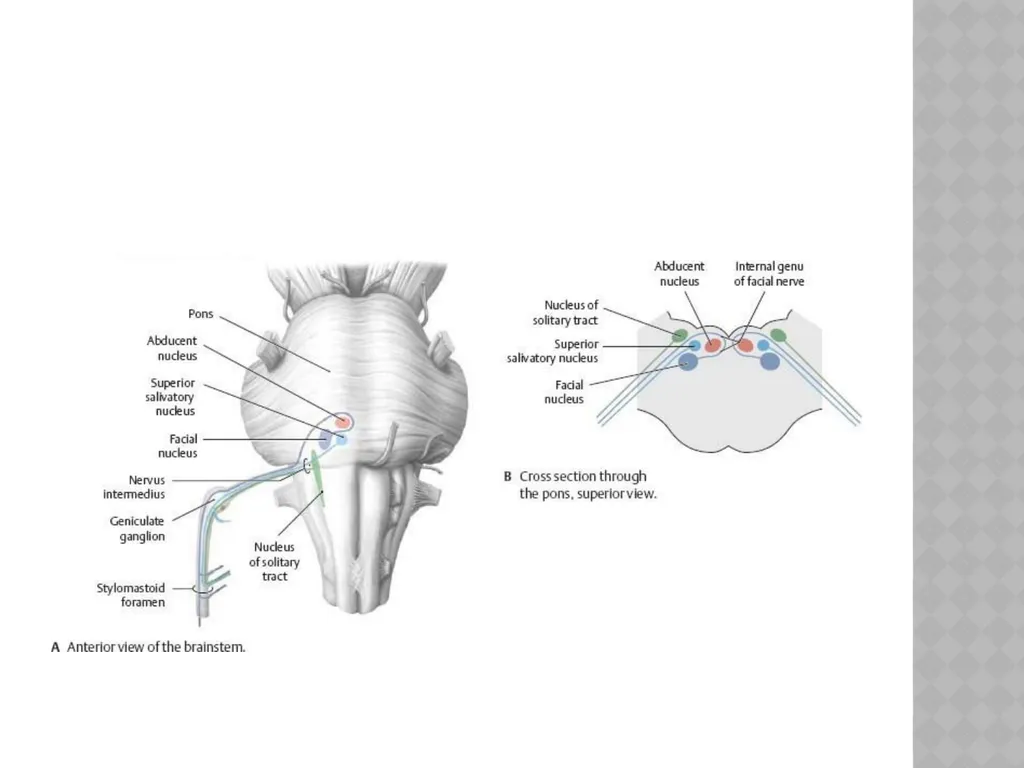 FACIAL NERVE PLASY Dr.Satguru Saran Singh - slide 8 of 53