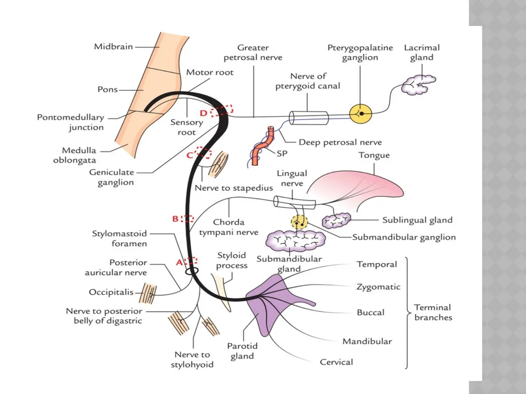 FACIAL NERVE PLASY Dr.Satguru Saran Singh - slide 9 of 53