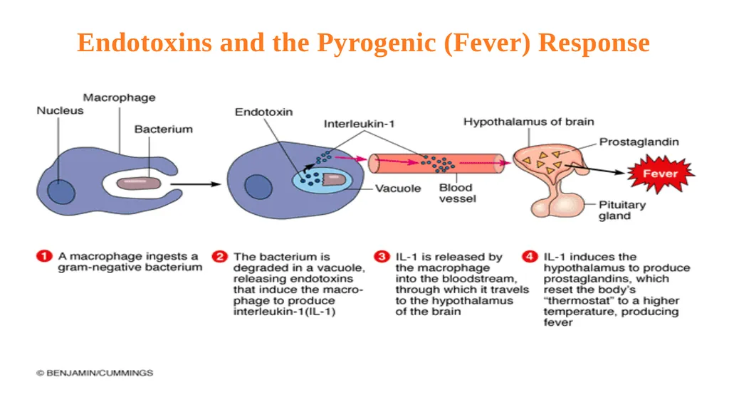Bacterial Pathogenesis Dr. wasan Abdul-ilah Bakir - slide 21 of 35