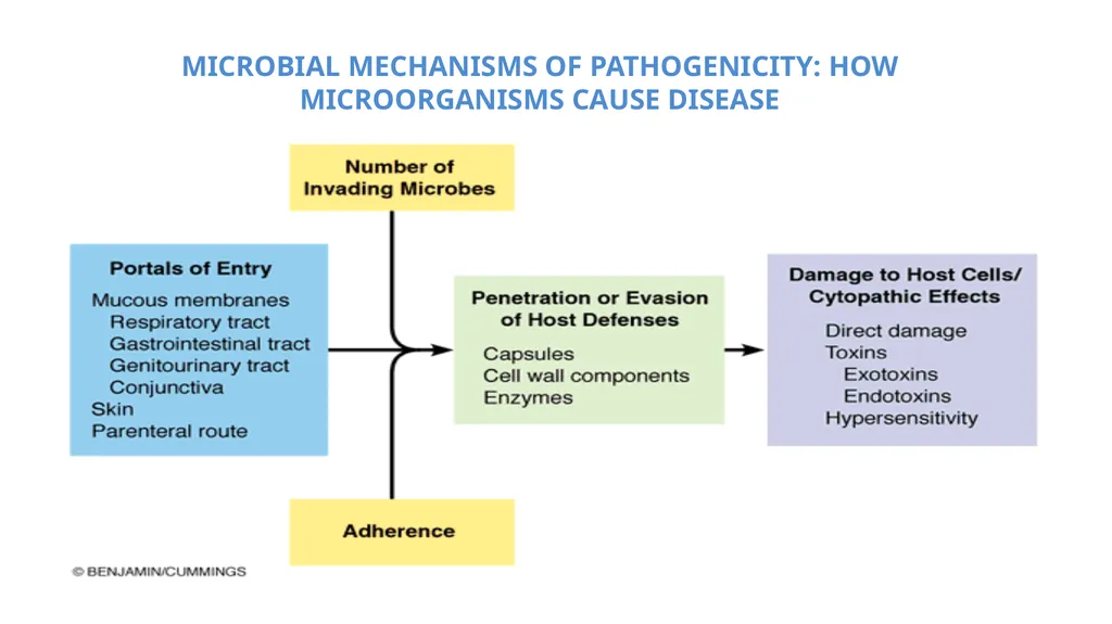 Bacterial Pathogenesis Dr. wasan Abdul-ilah Bakir - slide 9 of 35