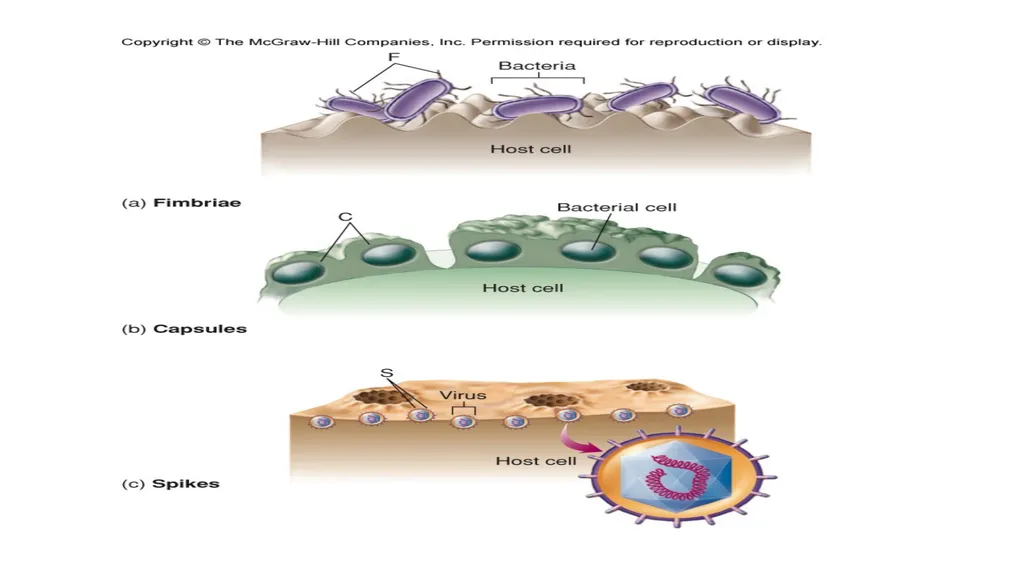 Bacterial Pathogenesis Dr. wasan Abdul-ilah Bakir - slide 12 of 35