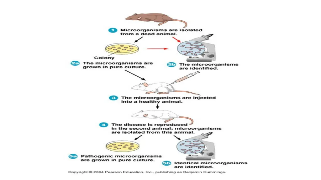Bacterial Pathogenesis Dr. wasan Abdul-ilah Bakir - slide 34 of 35