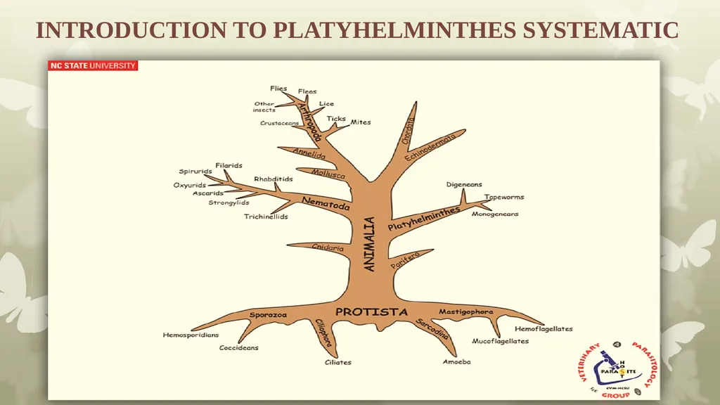 INTRODUCTION TO PLATYHELMINTHES SYSTEMATIC General - slide 1 of 10