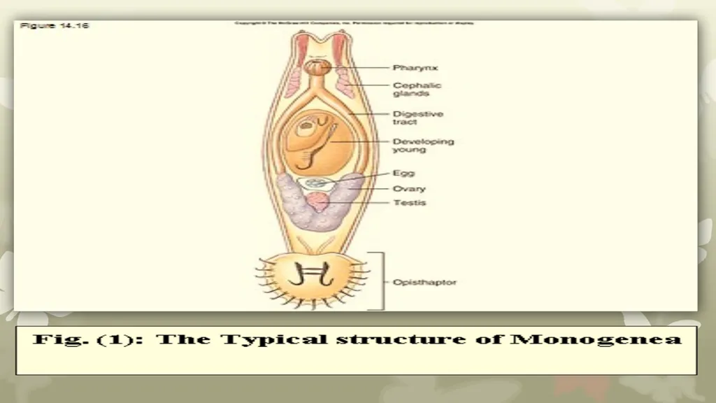 INTRODUCTION TO PLATYHELMINTHES SYSTEMATIC General - slide 10 of 10