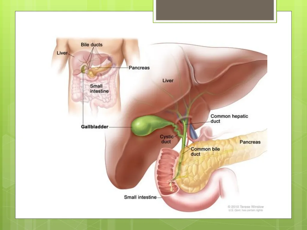 The gallbladder and bile ducts SURGICAL ANATOMY - slide 3 of 19