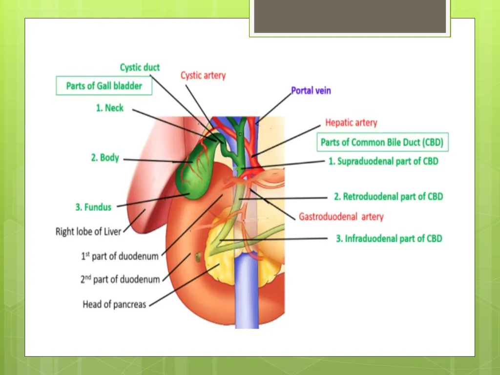 The gallbladder and bile ducts SURGICAL ANATOMY - slide 6 of 19
