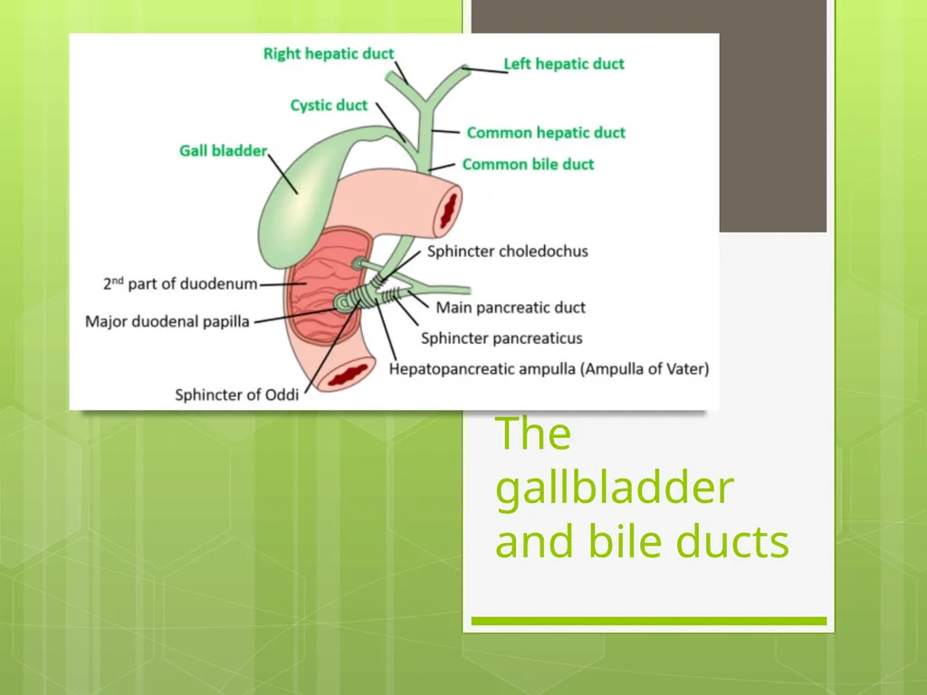The gallbladder and bile ducts SURGICAL ANATOMY - slide 1 of 19
