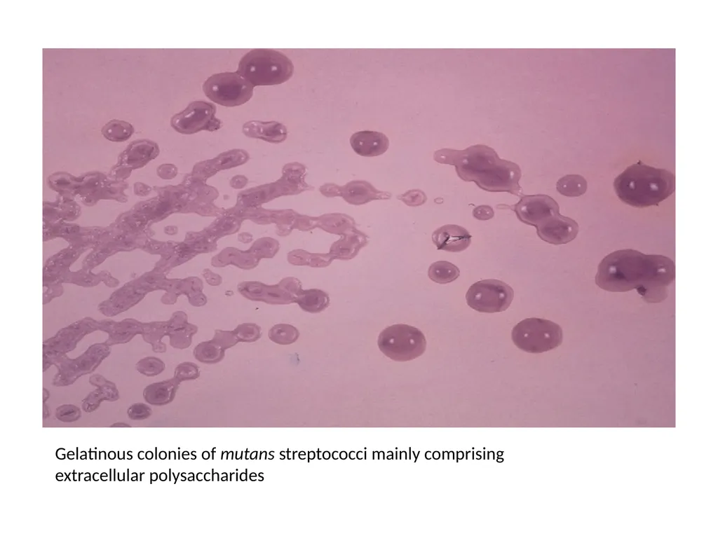 Streptococci assist. Prof. Zainab Abdul jabar - slide 32 of 32