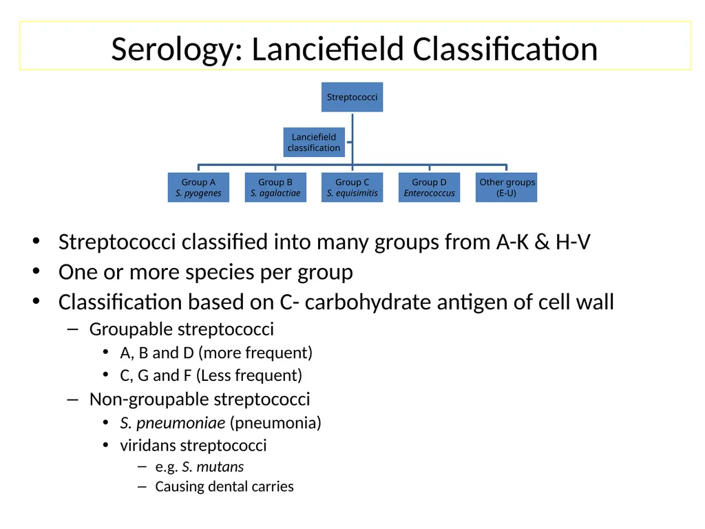 Streptococci assist. Prof. Zainab Abdul jabar - slide 7 of 32