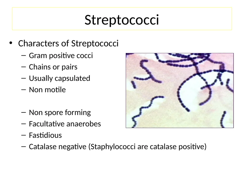 Streptococci assist. Prof. Zainab Abdul jabar - slide 4 of 32