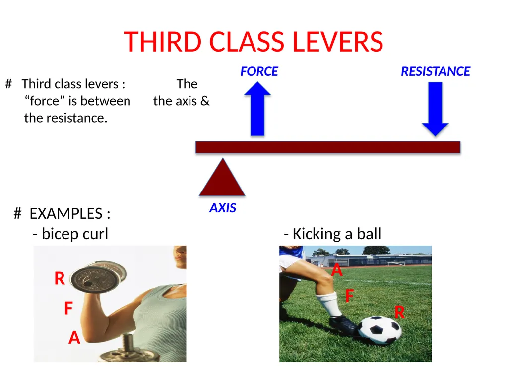 THIRD CLASS LEVERS # Third class levers : The - slide 1 of 8