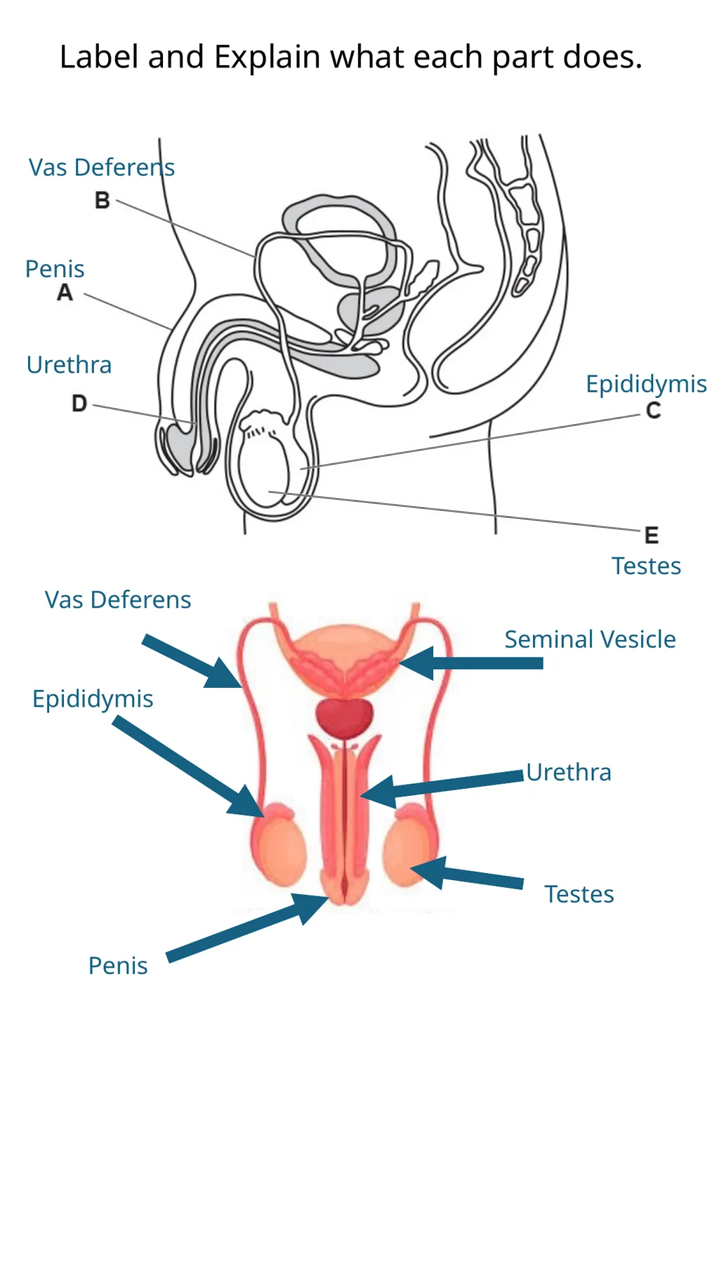 Child Development Revision Guide CNAT OCR Name: - slide 39 of 45