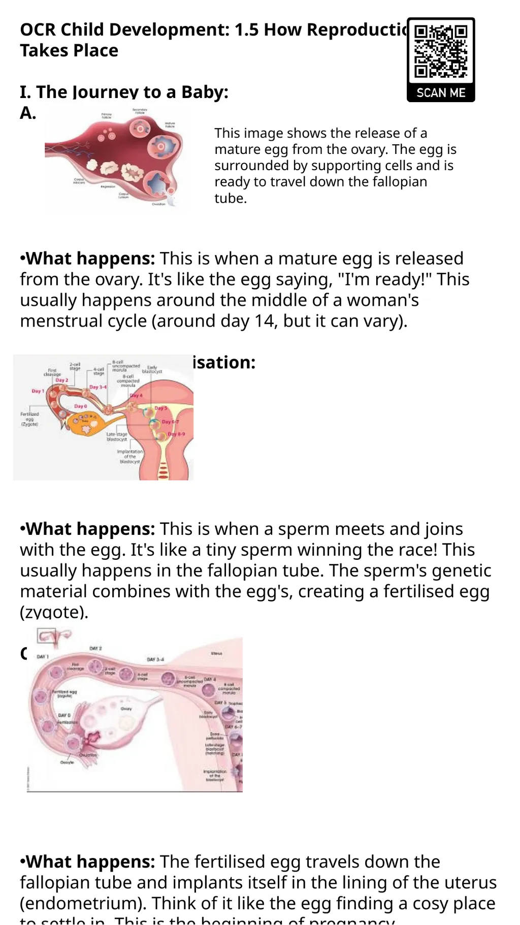 Child Development Revision Guide CNAT OCR Name: - slide 25 of 45
