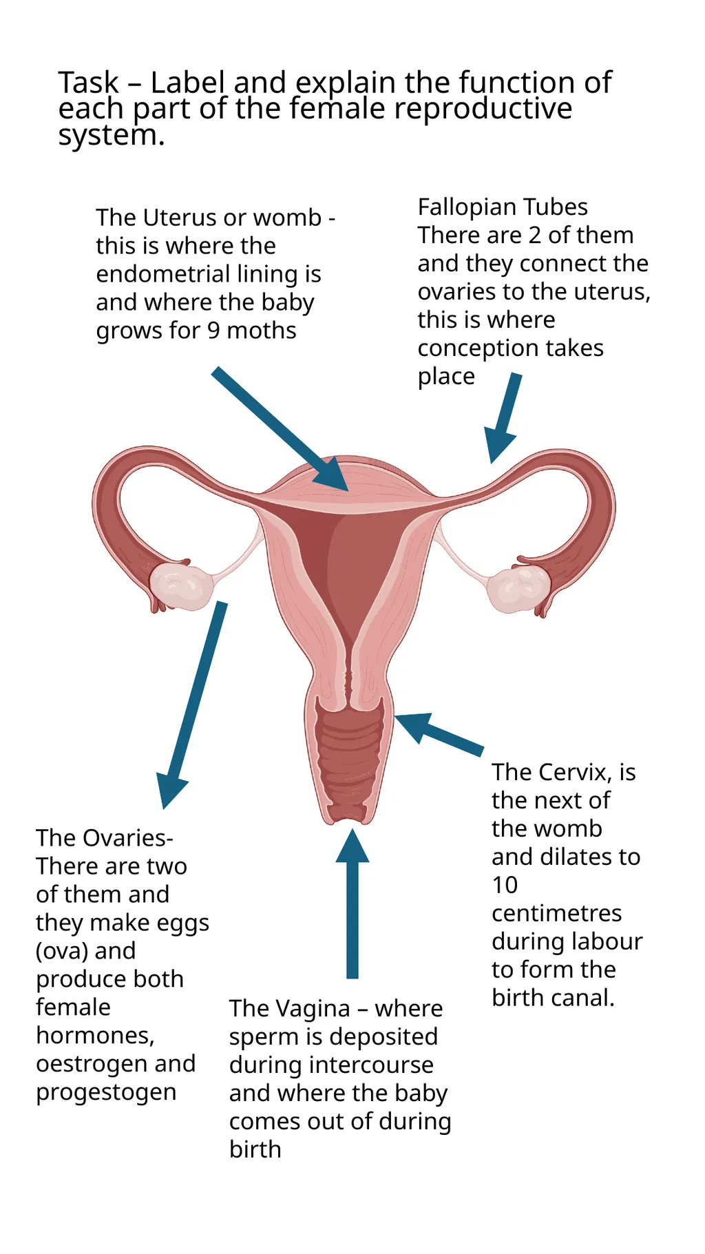 Child Development Revision Guide CNAT OCR Name: - slide 38 of 45
