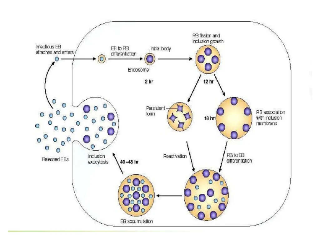 To: Pharm. D II yr. Students Sub: Pharmaceutical - slide 12 of 27
