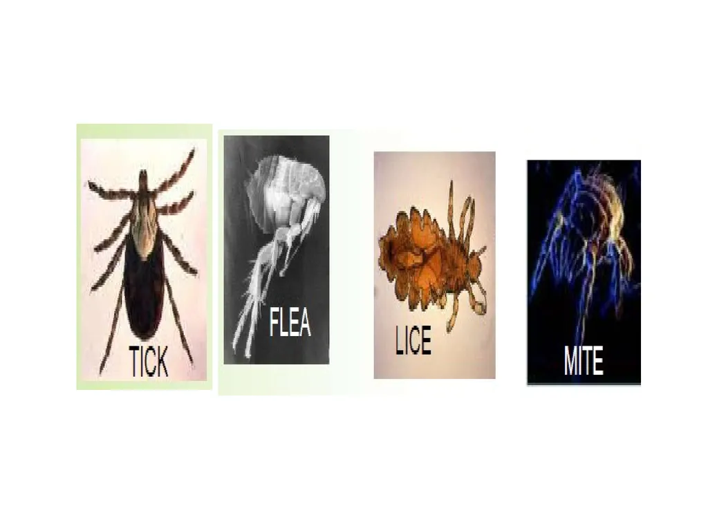 To: Pharm. D II yr. Students Sub: Pharmaceutical - slide 5 of 27