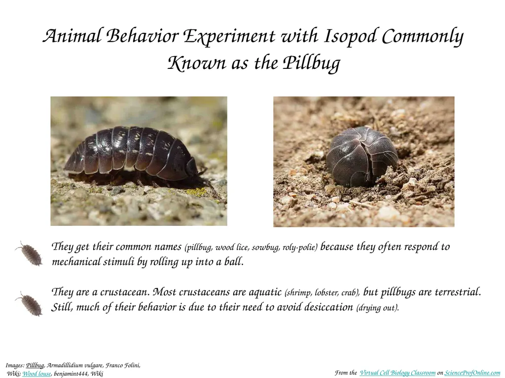 About Science Prof Online PowerPoint Resources - slide 20 of 22