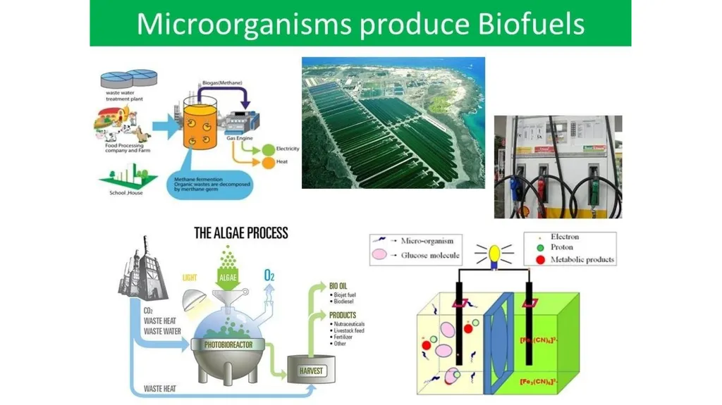 CLASS – 12 SUBJECT – BIOLOGY CHAPTER – 8 CONCEPT - slide 7 of 19