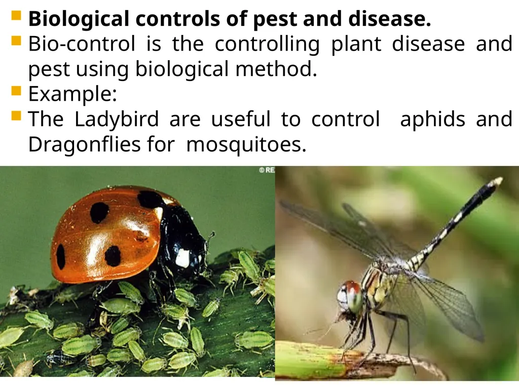 Chapter 10 Microbes in Human Welfare USEFUL - slide 51 of 66