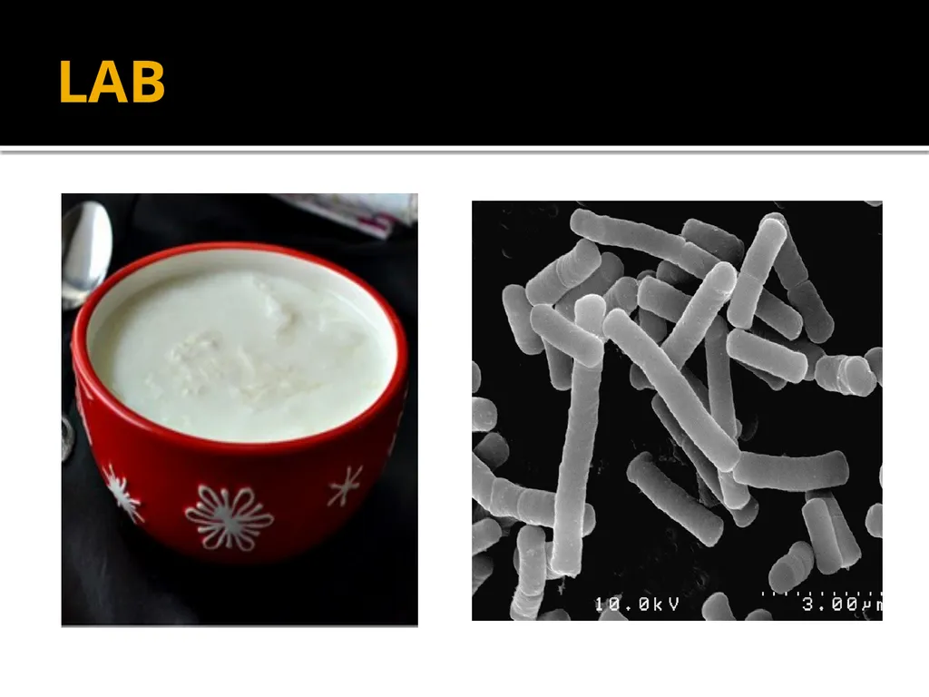 Chapter 10 Microbes in Human Welfare USEFUL - slide 8 of 66