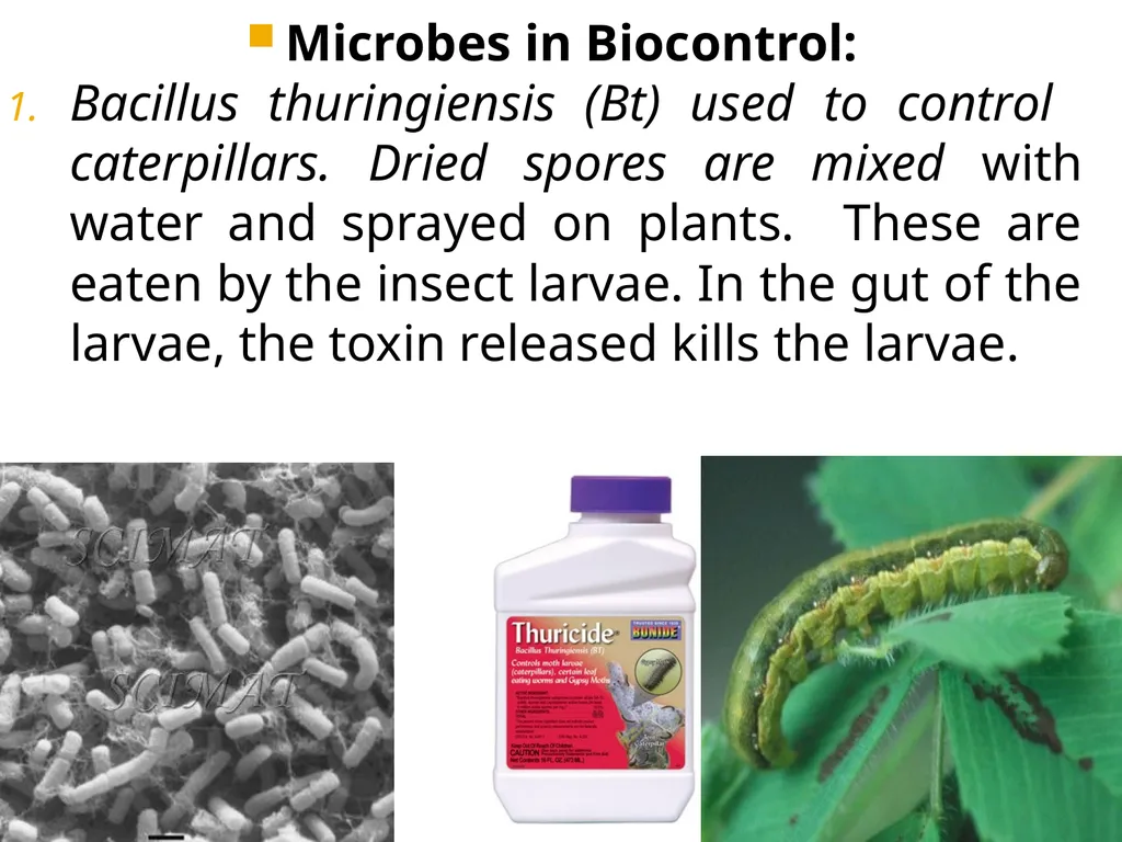 Chapter 10 Microbes in Human Welfare USEFUL - slide 52 of 66