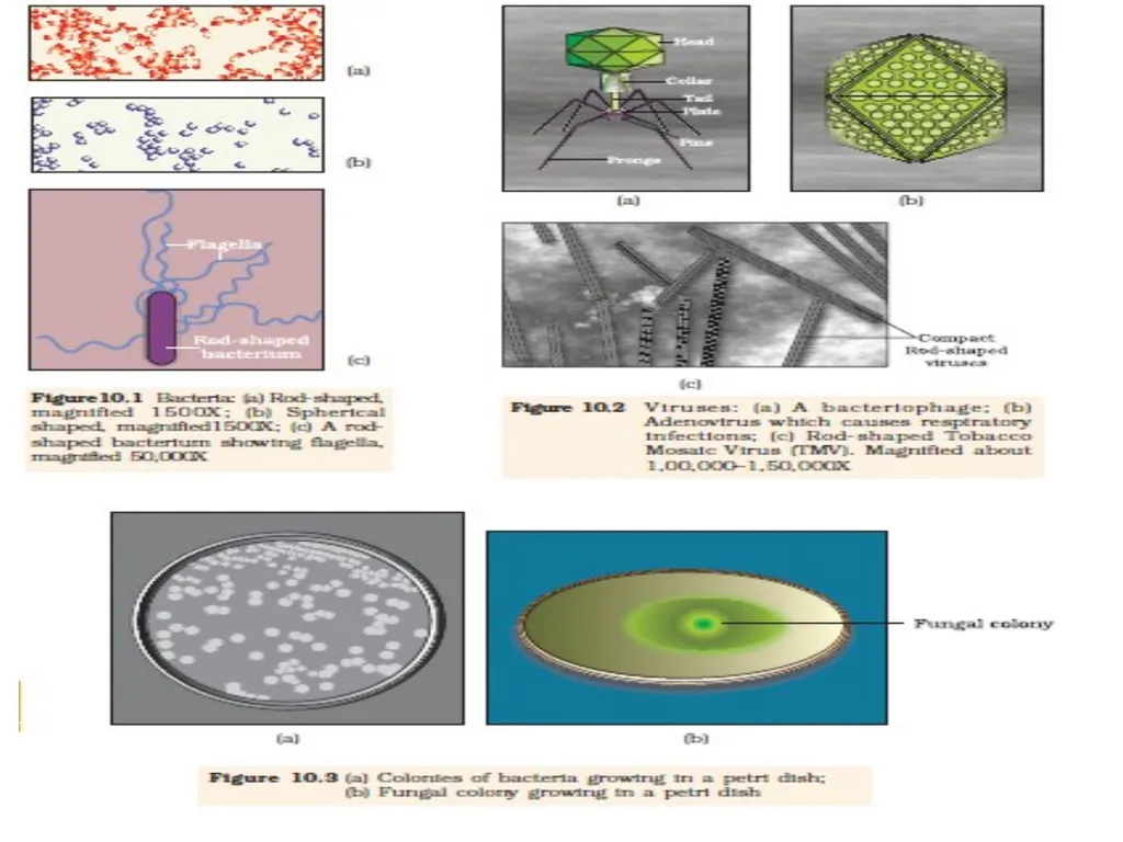 Chapter 10 Microbes in Human Welfare USEFUL - slide 4 of 66
