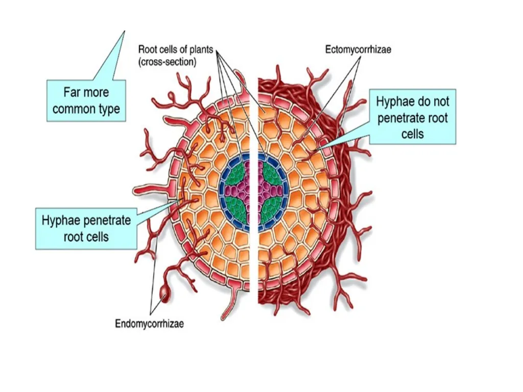 Chapter 10 Microbes in Human Welfare USEFUL - slide 57 of 66