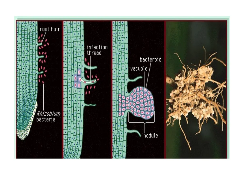 Chapter 10 Microbes in Human Welfare USEFUL - slide 58 of 66