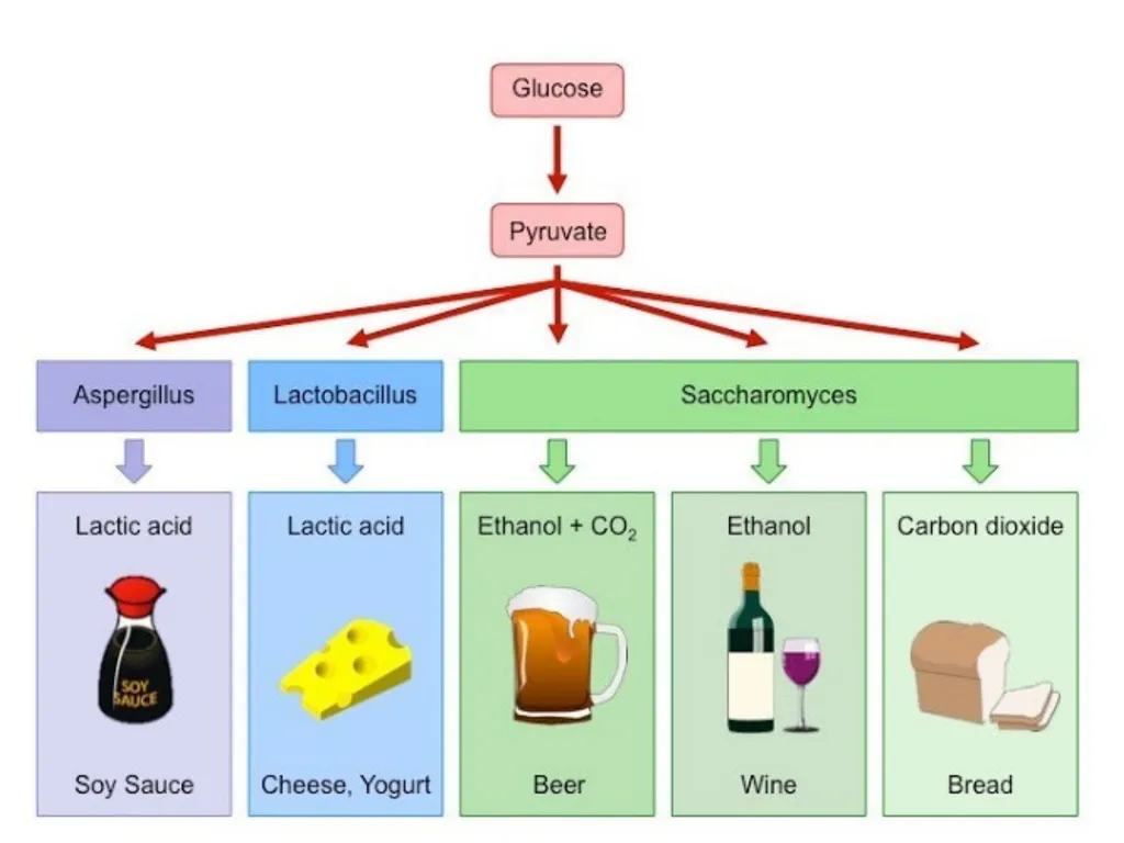 Chapter 10 Microbes in Human Welfare USEFUL - slide 6 of 66